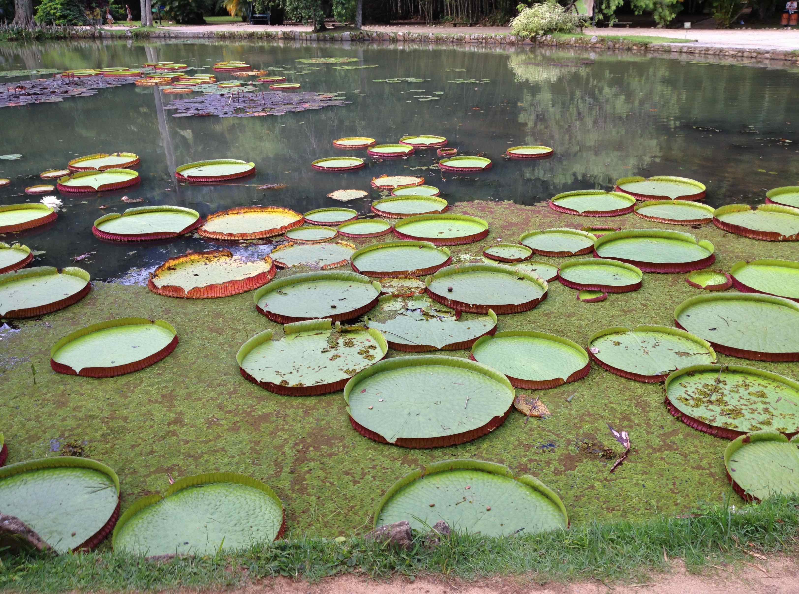  Victoria amazonica, Giant waterlily 