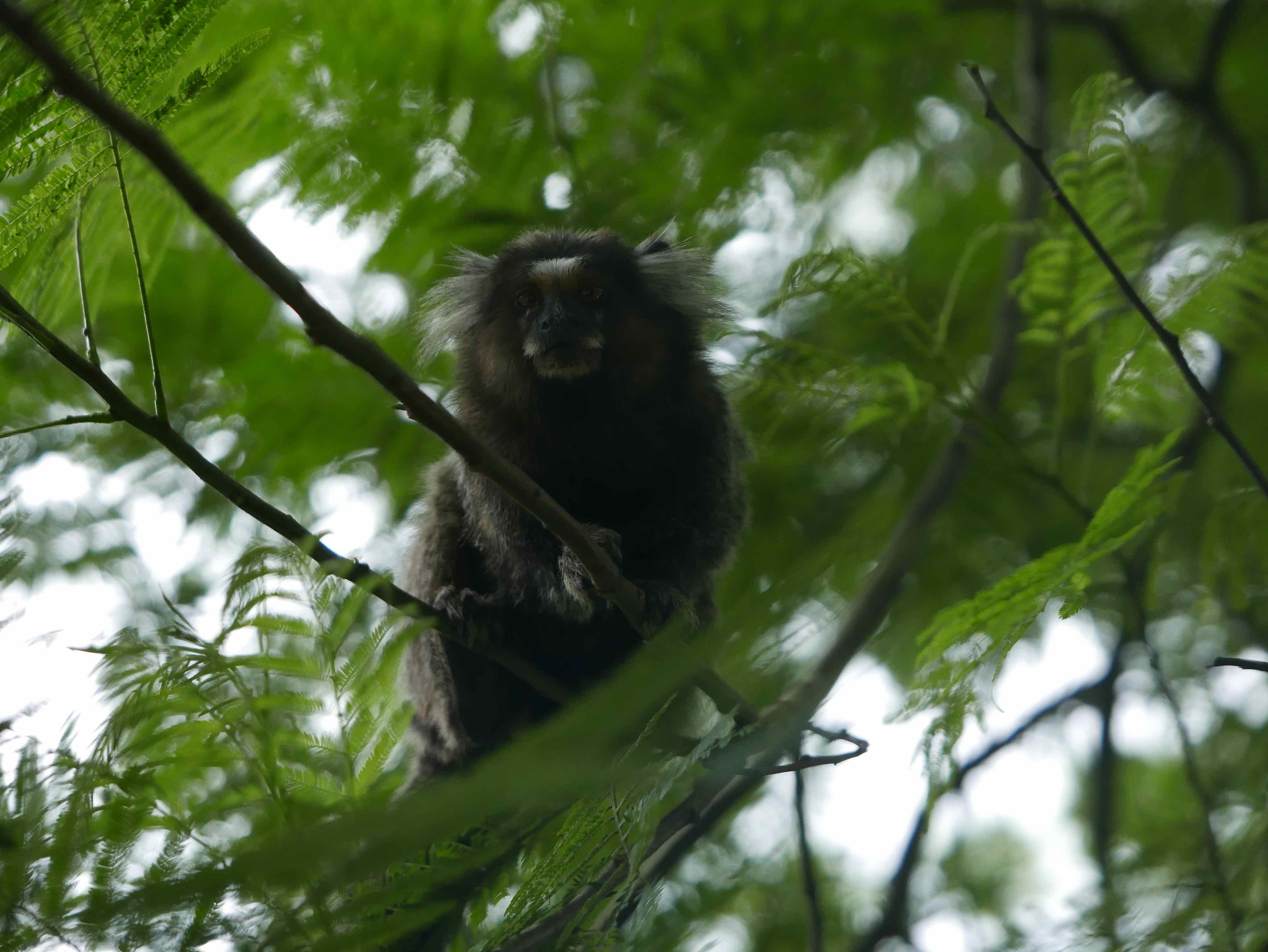  Common marmoset 