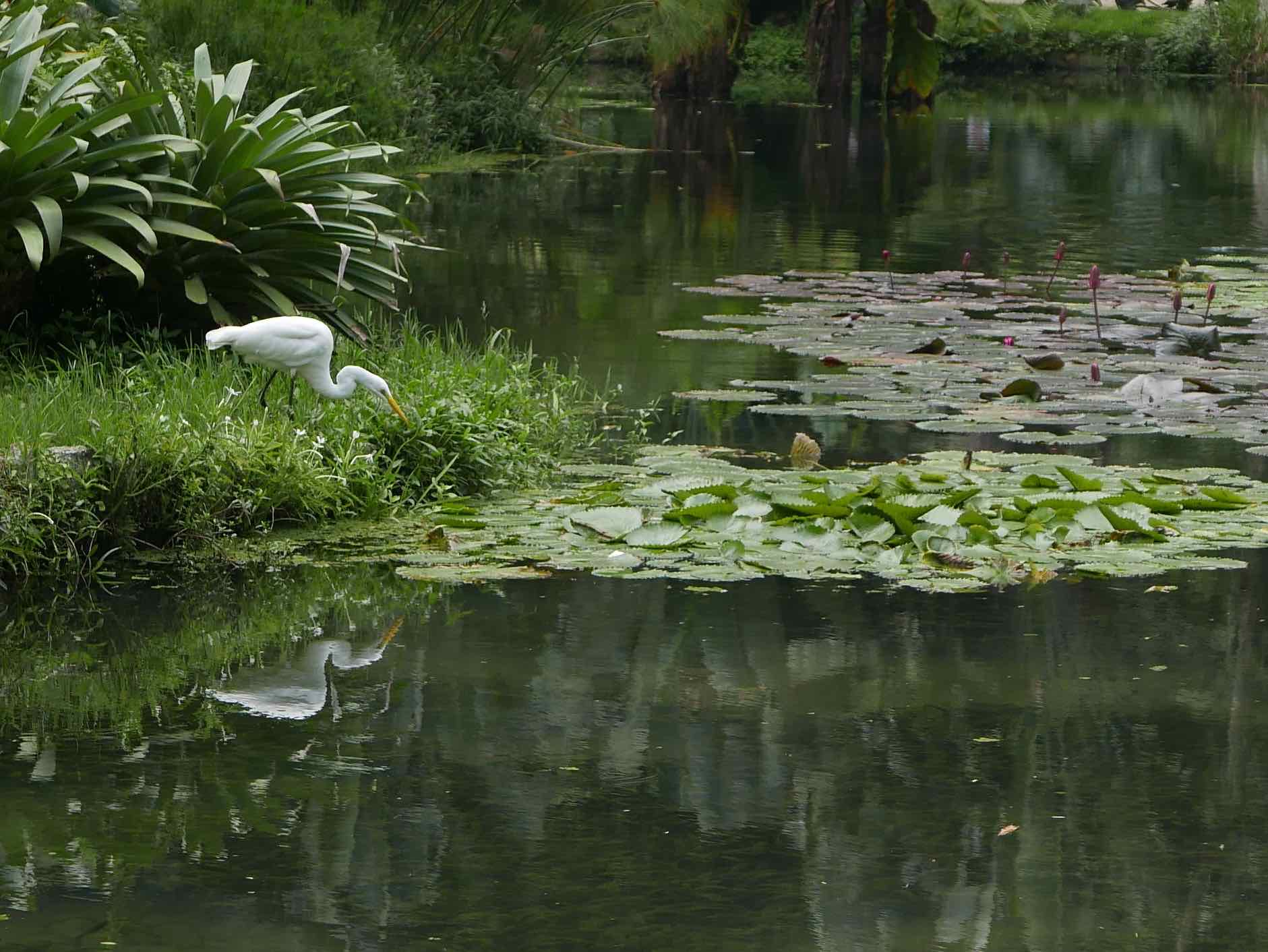  egret in the Jardim Botanico 