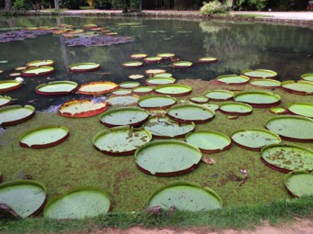  Victoria amazonica, Giant waterlily 