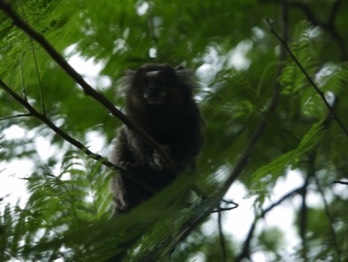  Common marmoset 