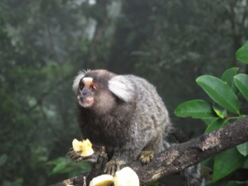  Common marmoset 