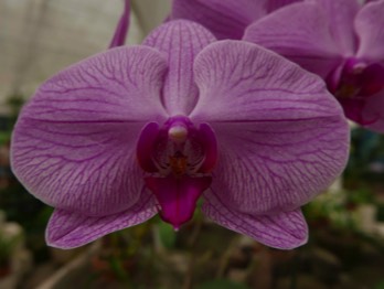  orchid 