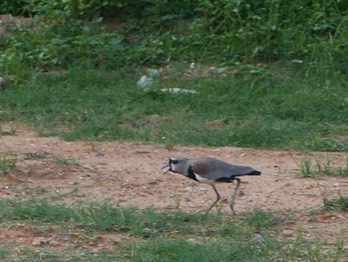  Southern Lapwing 