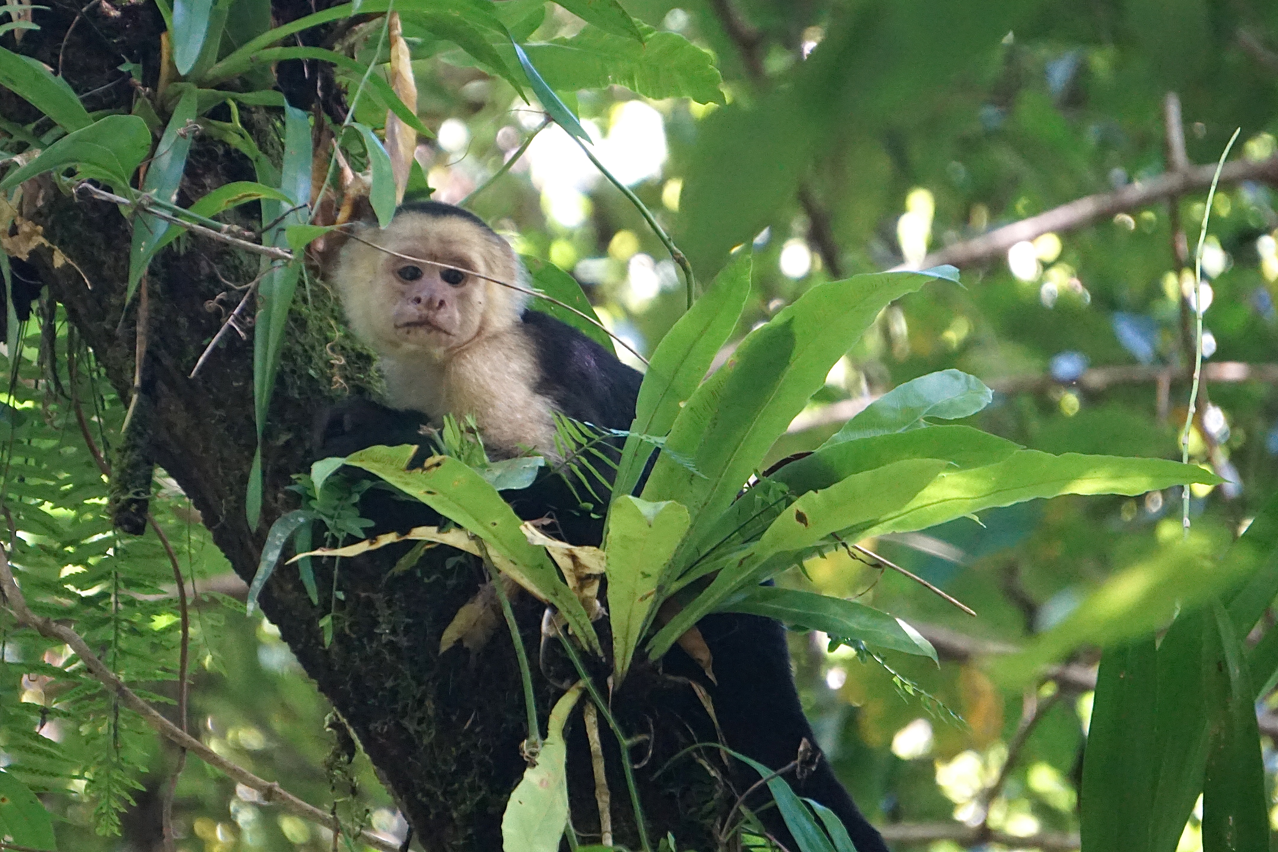  white-faced capuchin monkey 