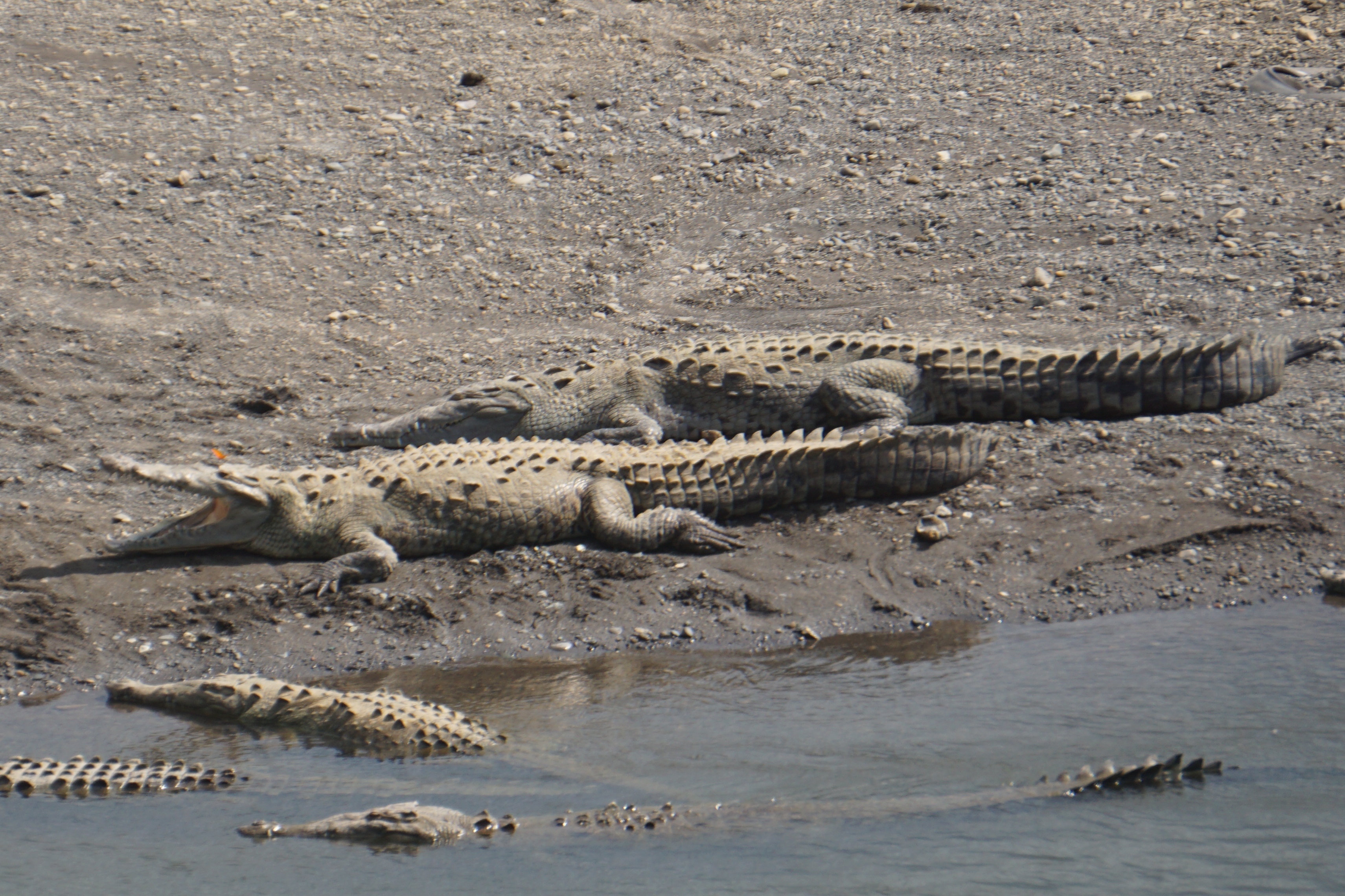  crocodiles 