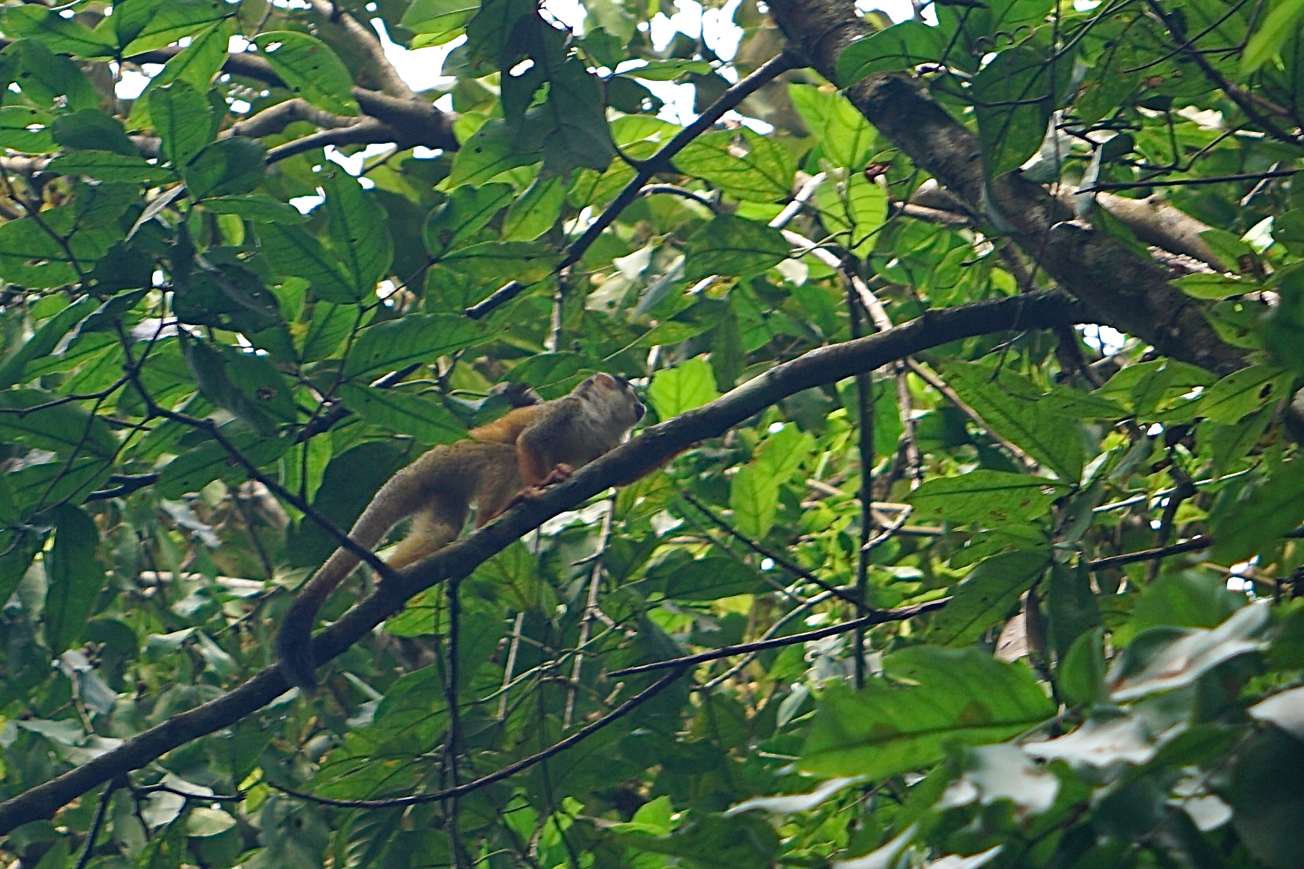  titi monkey 