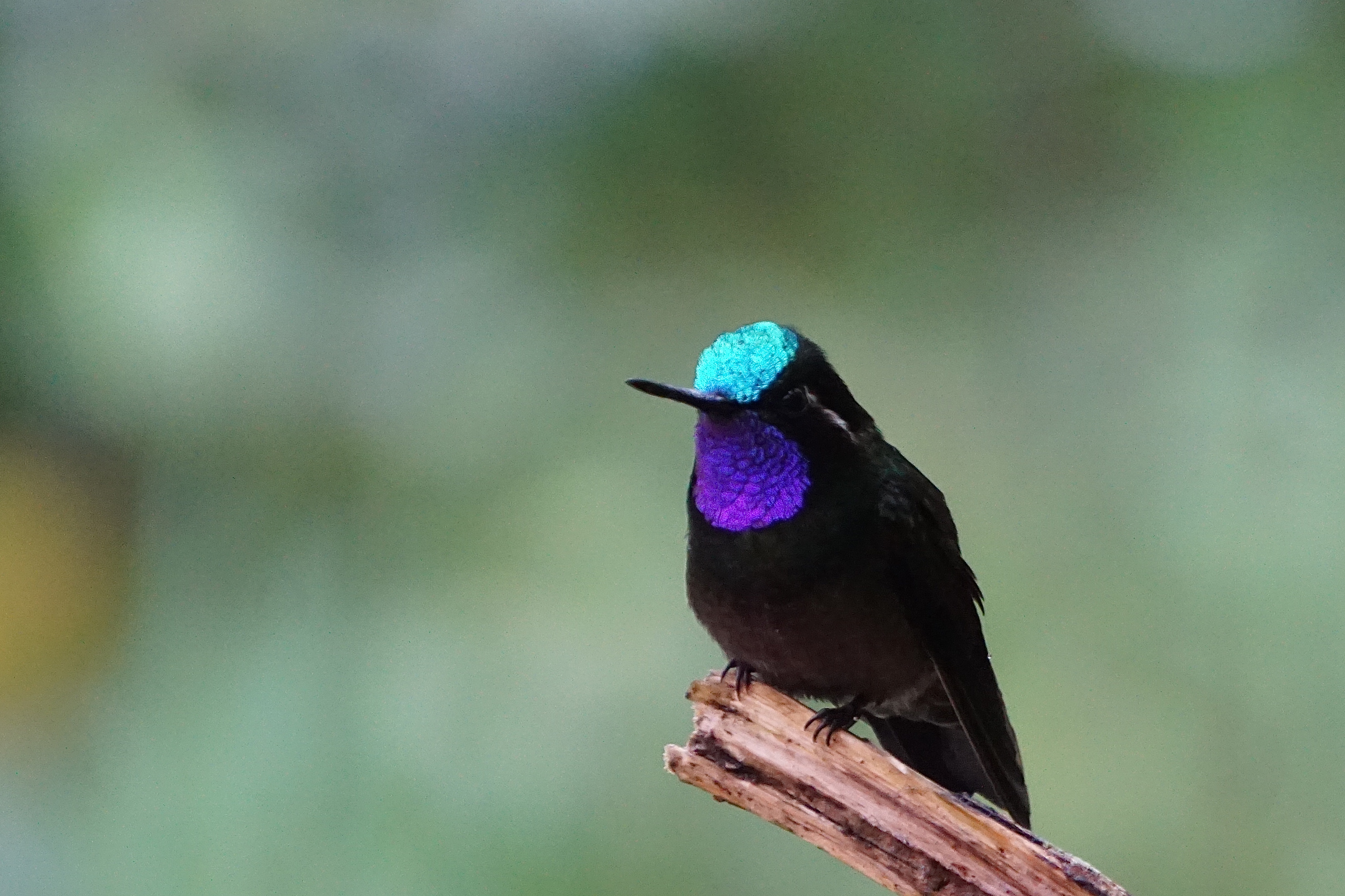  purple-throated mountain gem 