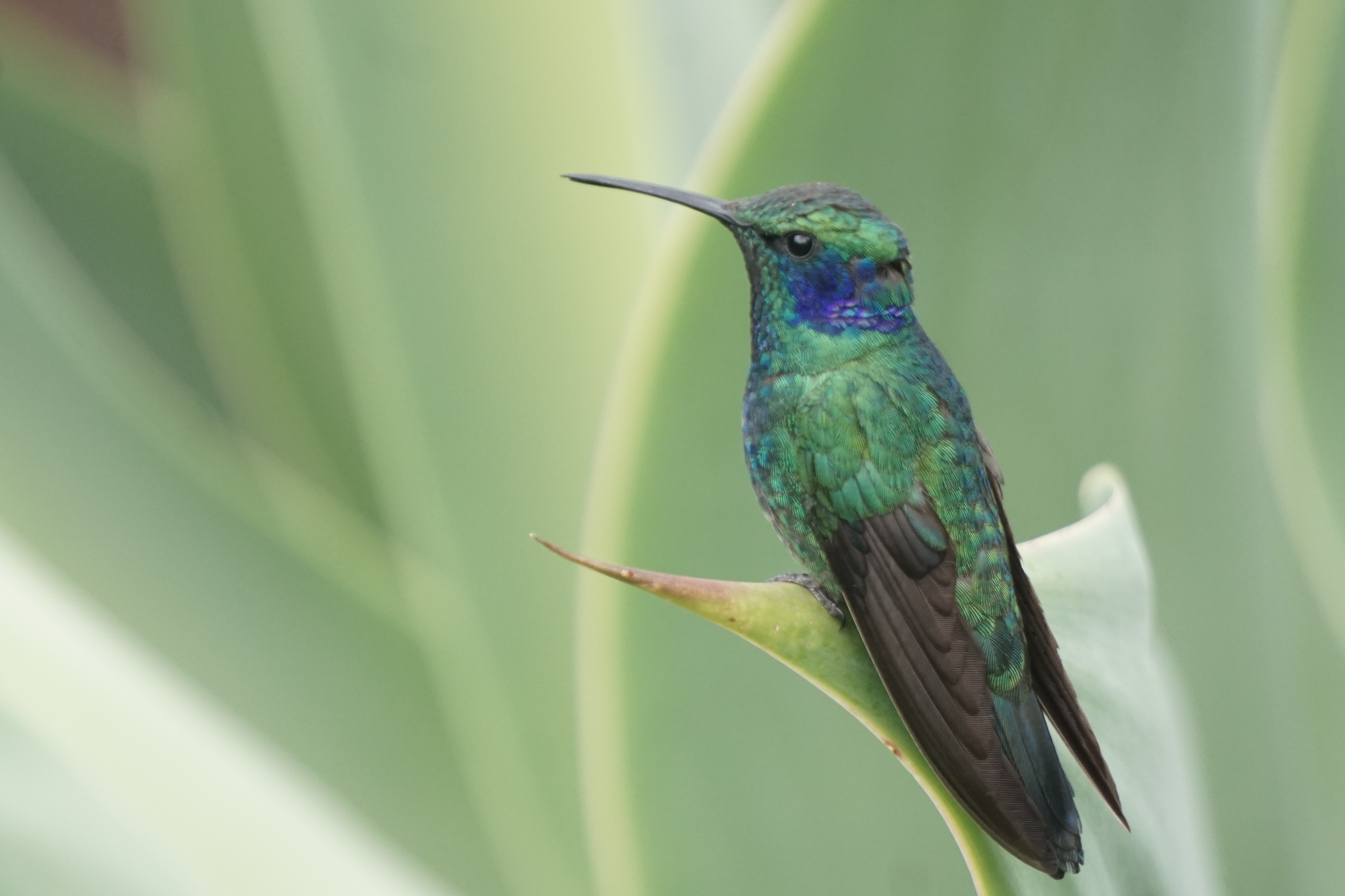  lesser violetear 