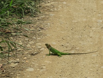  green lizard 