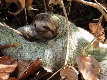  three-toed sloth 