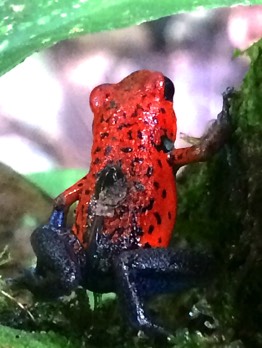  poison dart frog with tadpole 