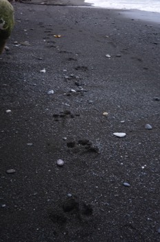  puma tracks in Corcovado 