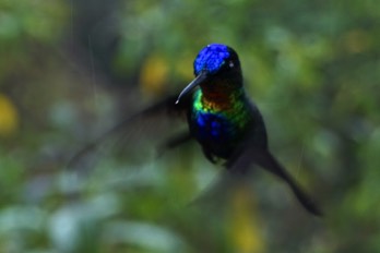  fiery-throated humingbird 