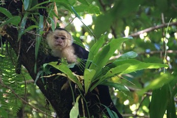 white-faced capuchin monkey 