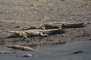  crocodiles 
