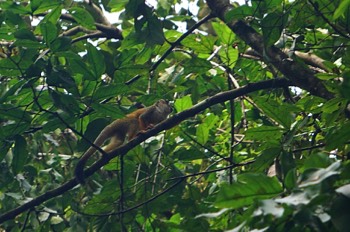  titi monkey 