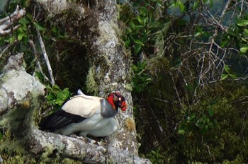  king vulture roost 