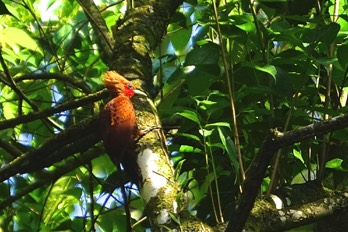  cinnamon woodpecker 