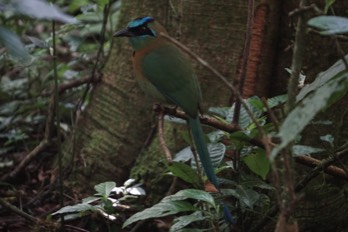  tourquoise browed motmot 