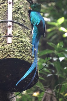  resplendant quetzal 