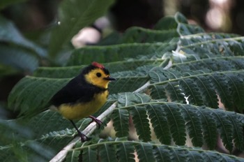  collared redstart 