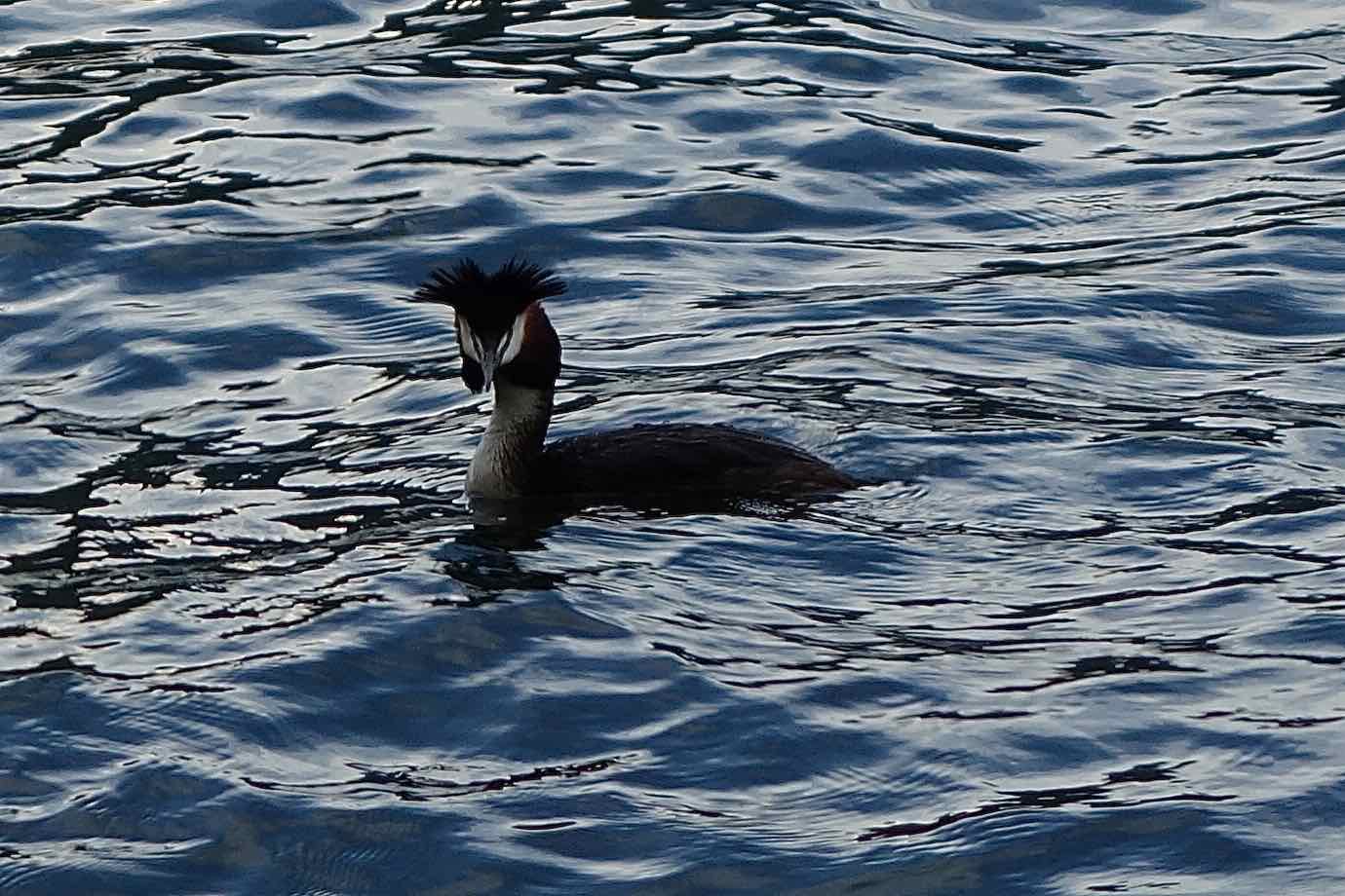  Great crested grebe 