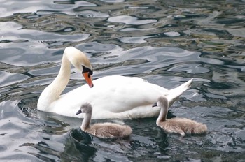  Mama swan and cygnets on Zell am See 